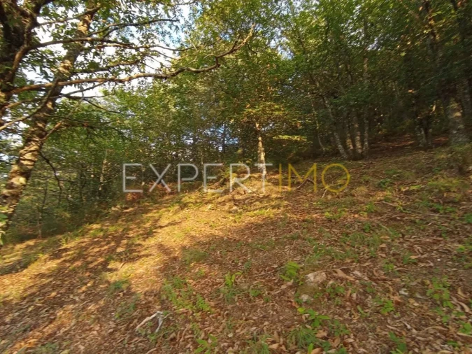 Terreno para Venda em Seia, São Romão e Lapa dos Dinheiros Foto 10