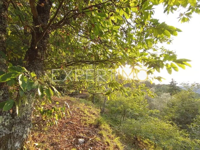 Terreno para Venda em Seia, São Romão e Lapa dos Dinheiros Foto 6