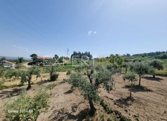 Quinta T3 para Venda em São Paio Foto 35