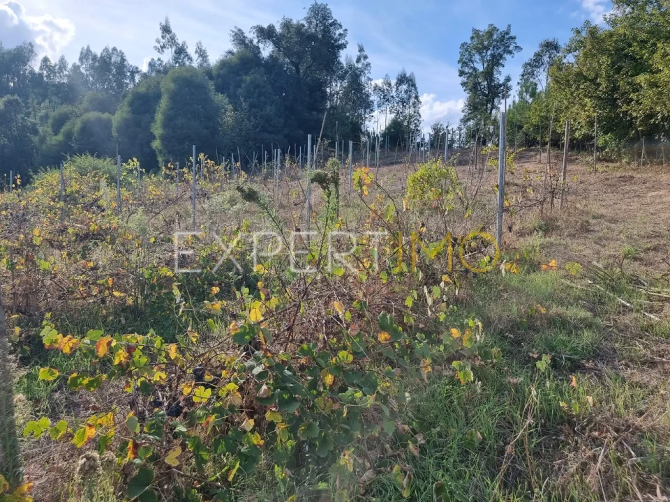 Moradia T3 para Venda em Treixedo e Nagozela Foto 23