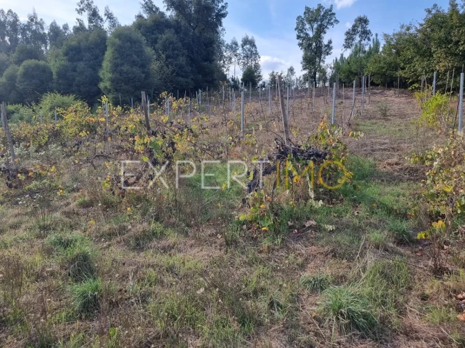 Moradia T3 para Venda em Treixedo e Nagozela Foto 21