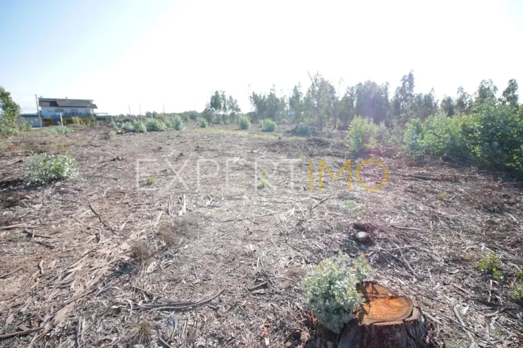 Terreno para Venda em Marrazes e Barosa Foto 5