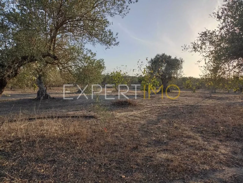 Terreno para Venda em Vila Nova de São Bento e Vale de Vargo Foto 5