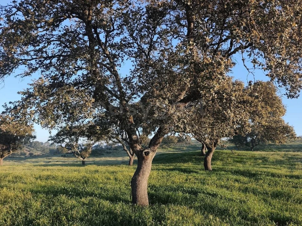 Quinta T2 para Venda em Messejana Foto 11