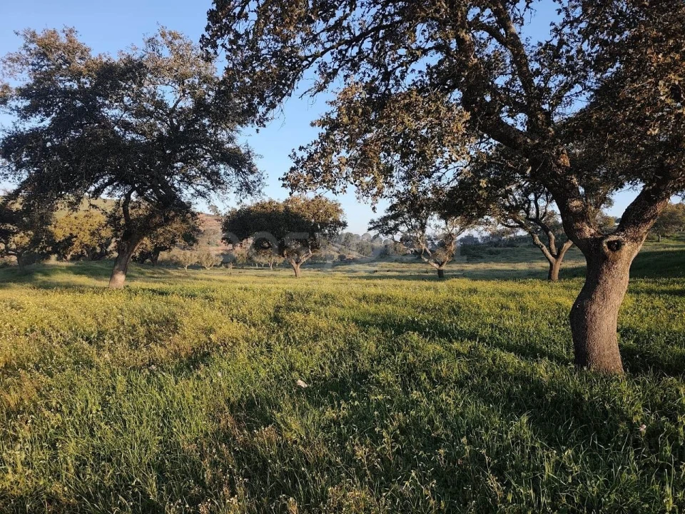 Quinta T2 para Venda em Messejana Foto 12