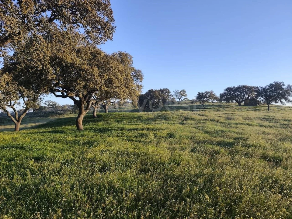 Quinta T2 para Venda em Messejana Foto 18