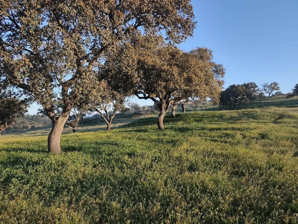 Quinta T2 para Venda em Messejana Foto 19