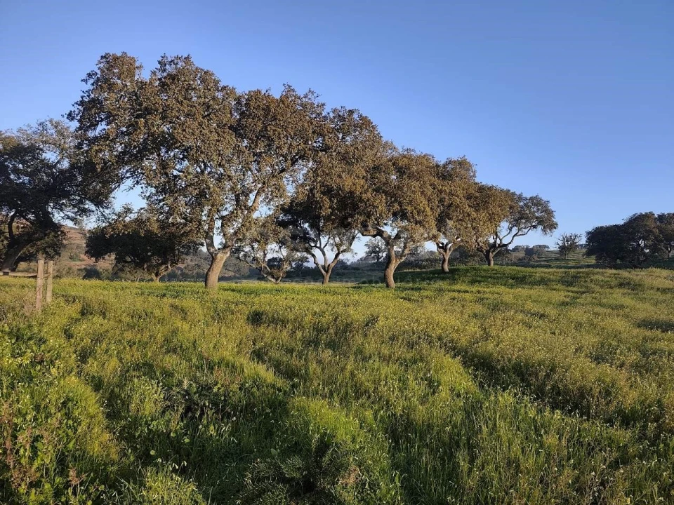 Quinta T2 para Venda em Messejana Foto 23