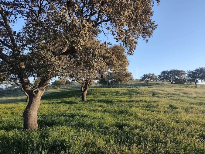 Quinta T2 para Venda em Messejana Foto 10