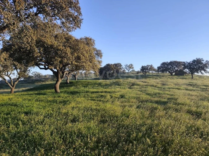 Quinta T2 para Venda em Messejana Foto 18