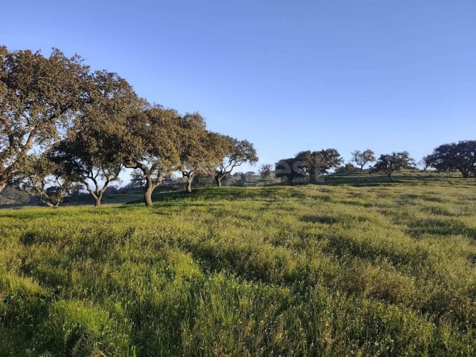 Quinta T2 para Venda em Messejana Foto 22