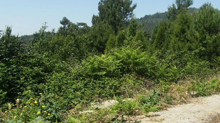 Terreno para Venda em Lama