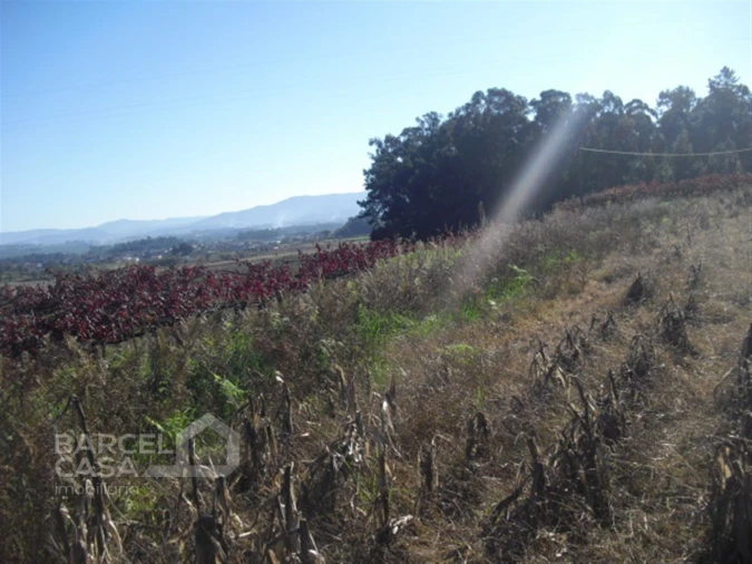 Terreno Agricola ou Rústico para Venda em Tamel (Santa Leocádia) e Vilar do Monte Foto 6