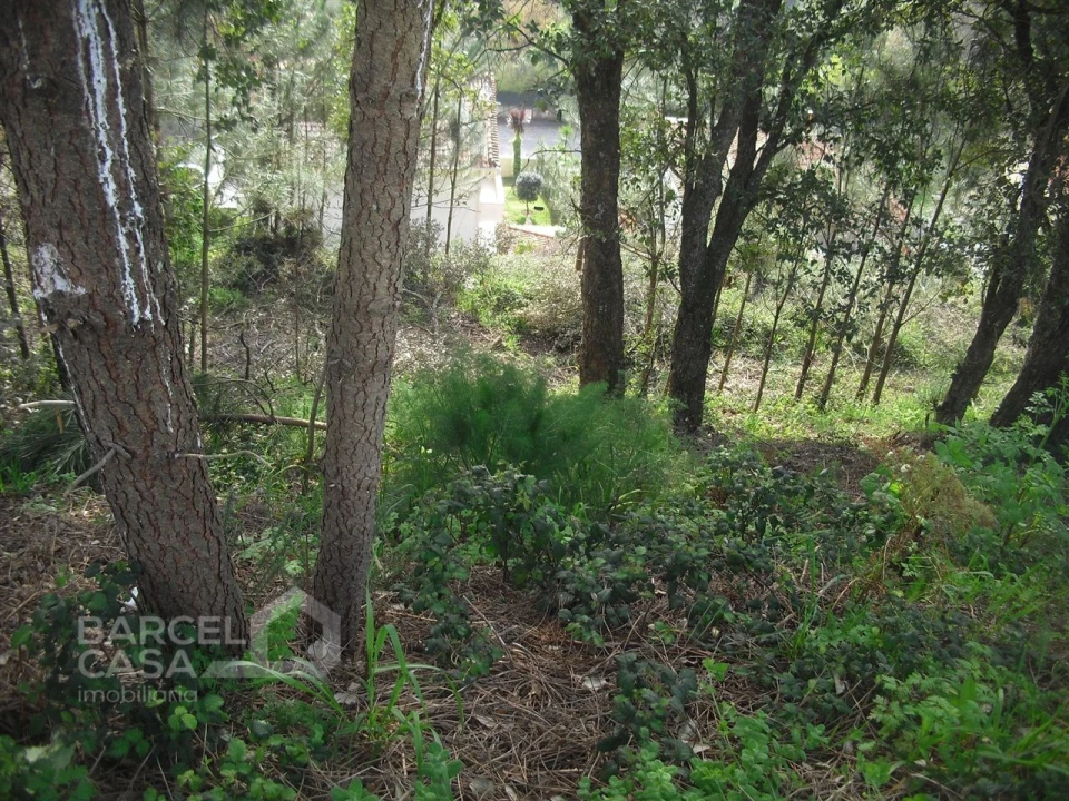 Terreno para Venda em Abade de Neiva Foto 2