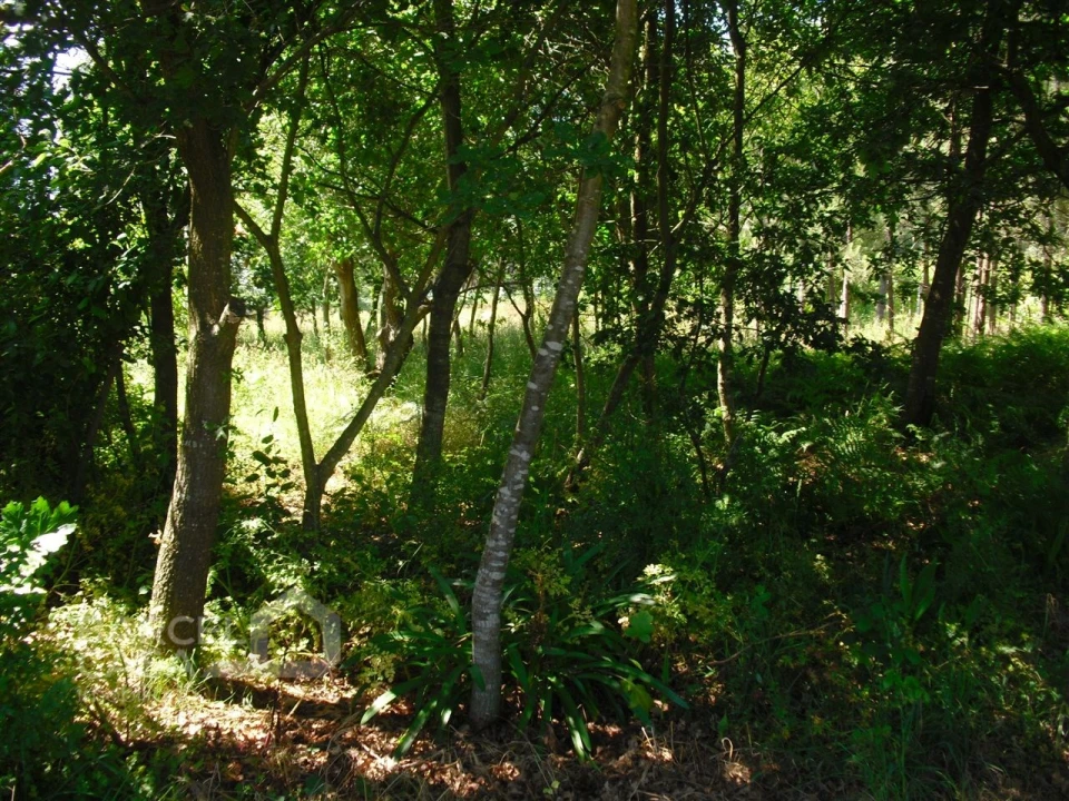 Terreno Agricola ou Rústico para Venda em Perelhal Foto 4