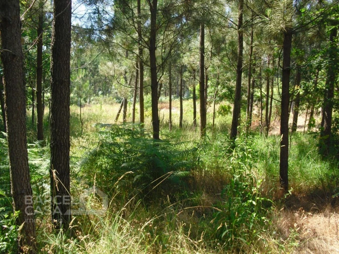 Terreno Agricola ou Rústico para Venda em Perelhal Foto 6