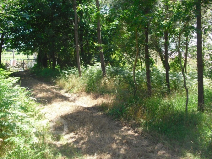 Terreno Agricola ou Rústico para Venda em Perelhal Foto 8