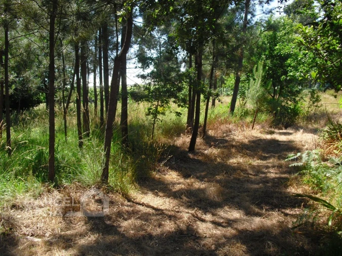 Terreno Agricola ou Rústico para Venda em Perelhal Foto 9