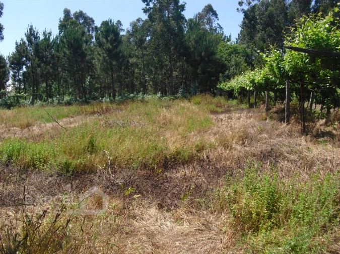 Terreno Agricola ou Rústico para Venda em Perelhal Foto 11