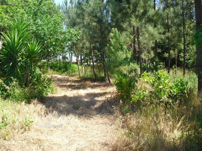 Terreno Agricola ou Rústico para Venda em Perelhal Foto 15