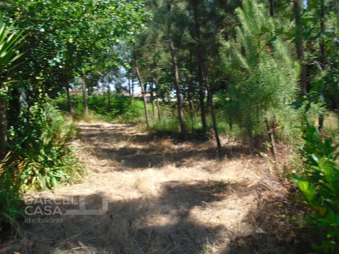 Terreno Agricola ou Rústico para Venda em Perelhal Foto 18
