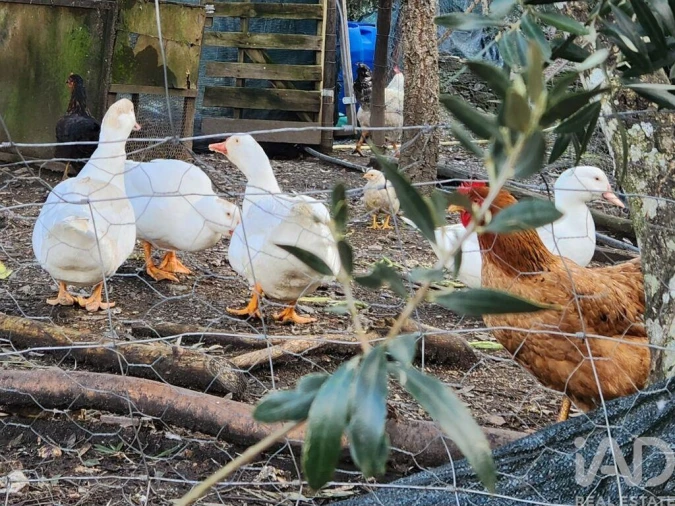 Moradia T3 para Venda em Sarzedas Foto 30