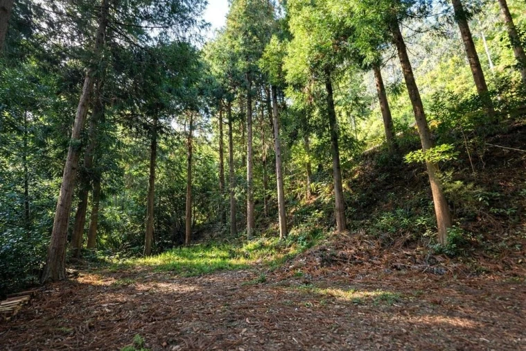 Terreno para Venda em São Vicente Foto 14