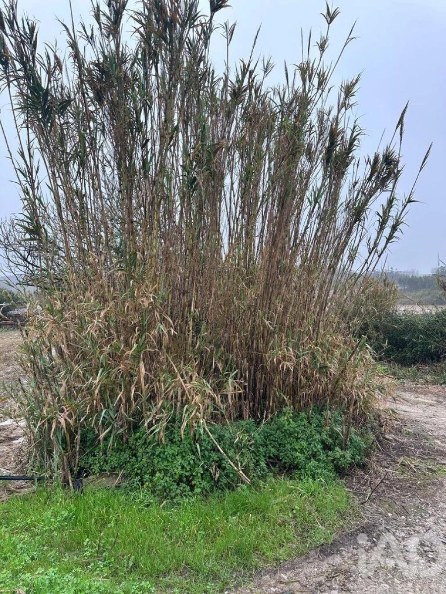 Terreno para Venda em Atouguia da Baleia Foto 9