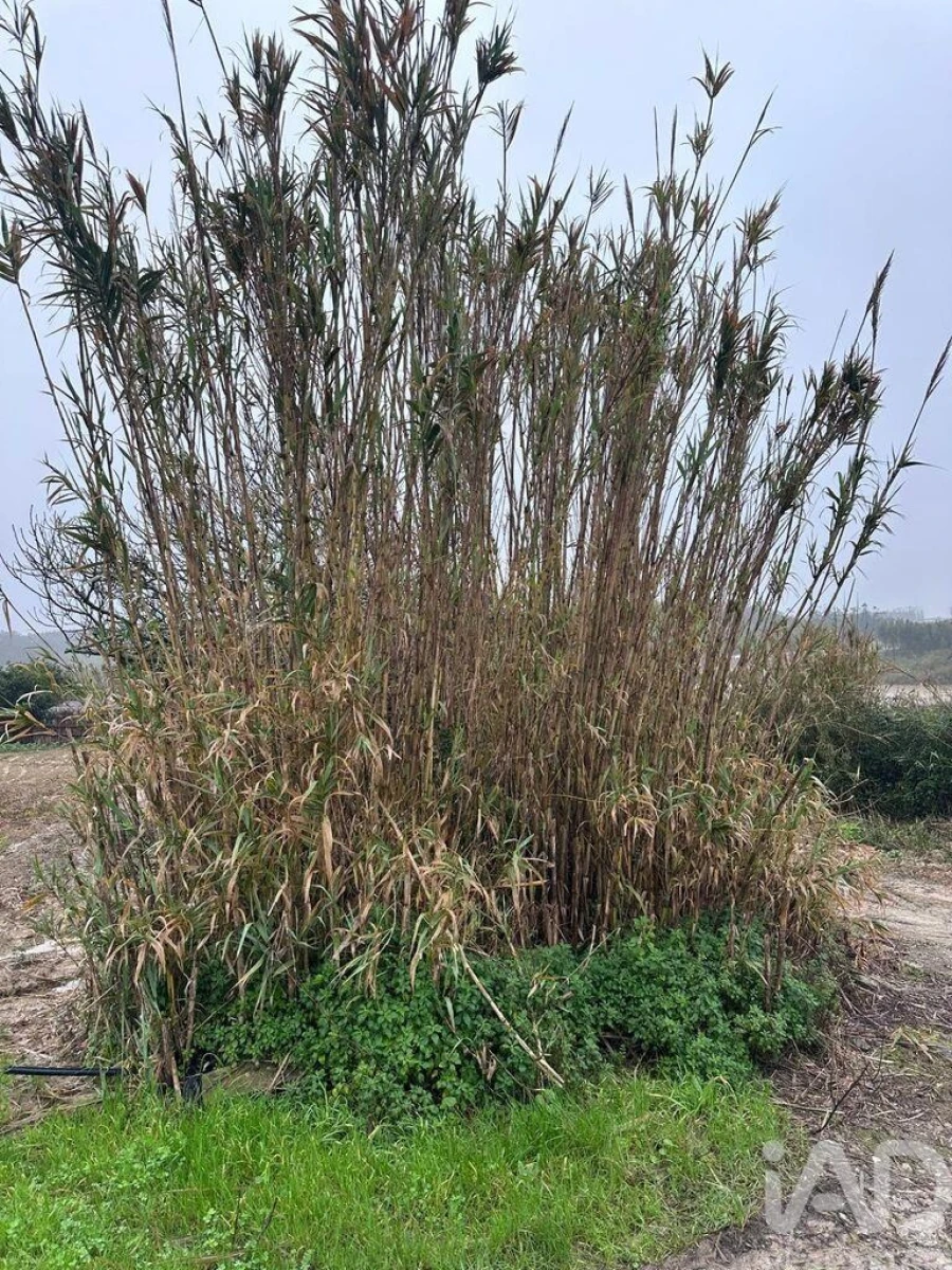Terreno para Venda em Atouguia da Baleia Foto 10