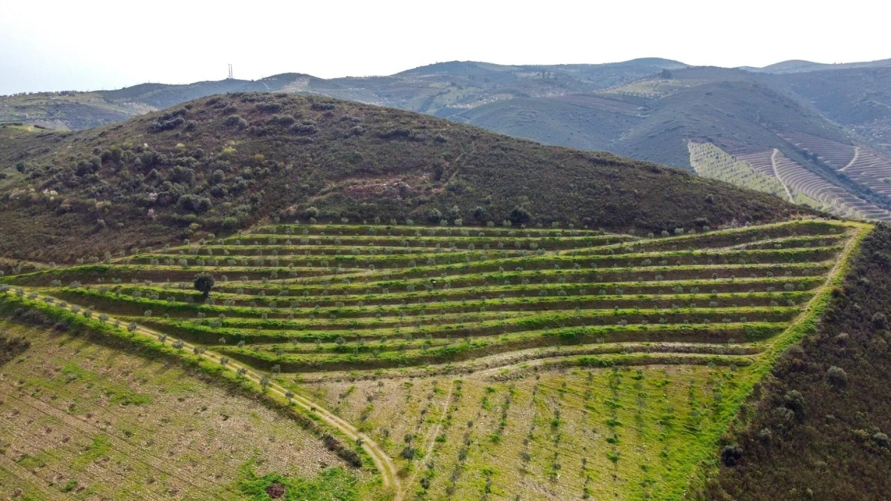 Quinta T3 para Venda em Vila Nova de Foz Côa Foto 26