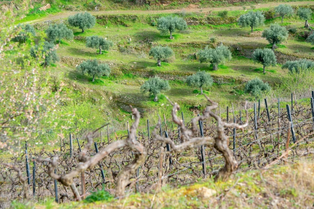 Quinta T3 para Venda em Vila Nova de Foz Côa Foto 50