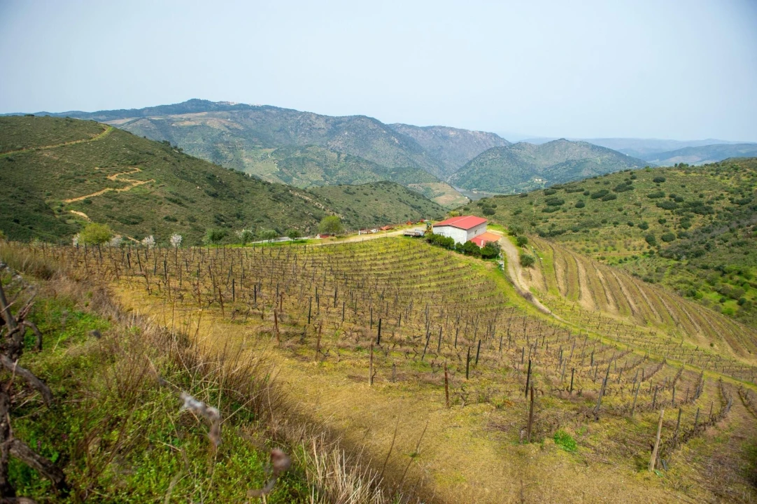 Quinta T3 para Venda em Vila Nova de Foz Côa Foto 37