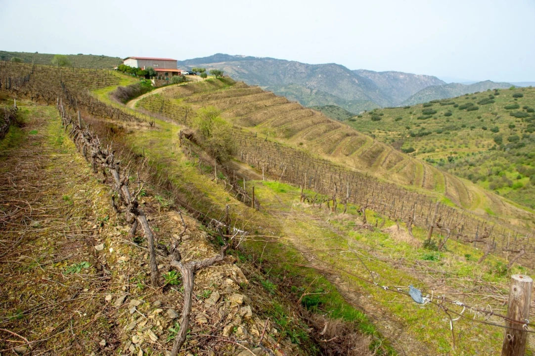 Quinta T3 para Venda em Vila Nova de Foz Côa Foto 53