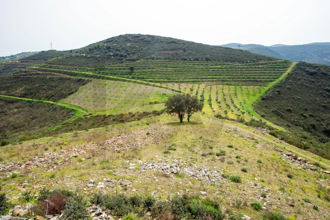 Quinta T3 para Venda em Vila Nova de Foz Côa Foto 10