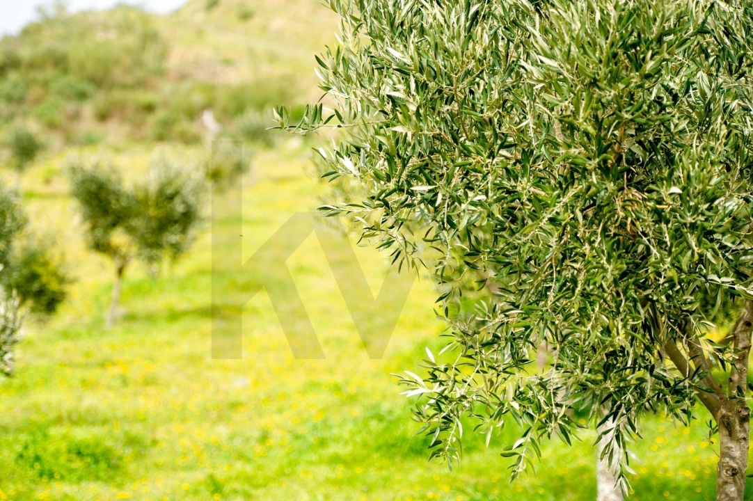 Quinta T3 para Venda em Vila Nova de Foz Côa Foto 61