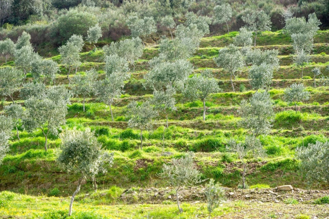 Quinta T3 para Venda em Vila Nova de Foz Côa Foto 55