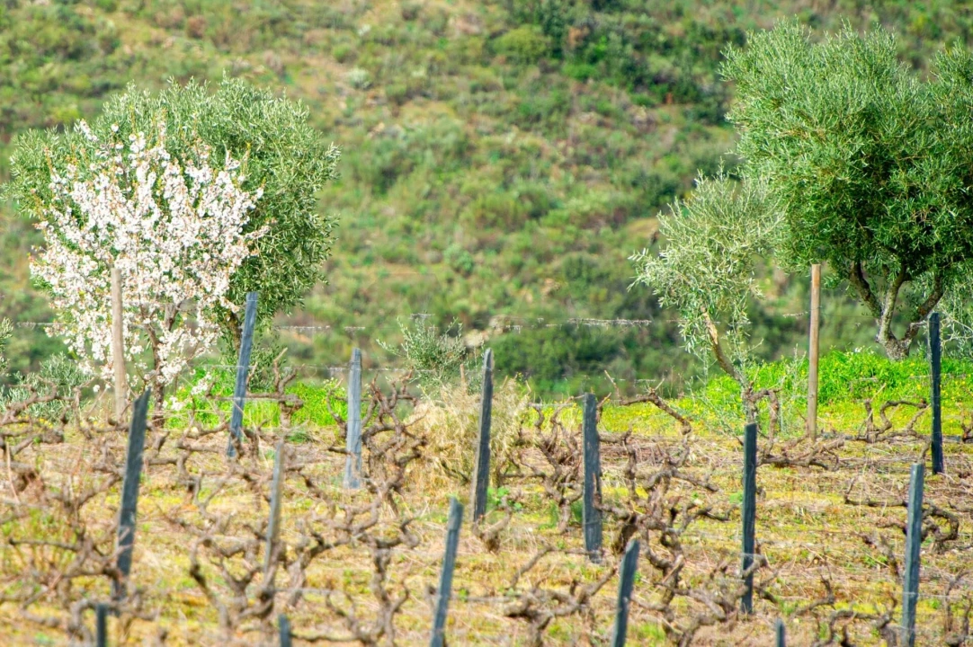 Quinta T3 para Venda em Vila Nova de Foz Côa Foto 28