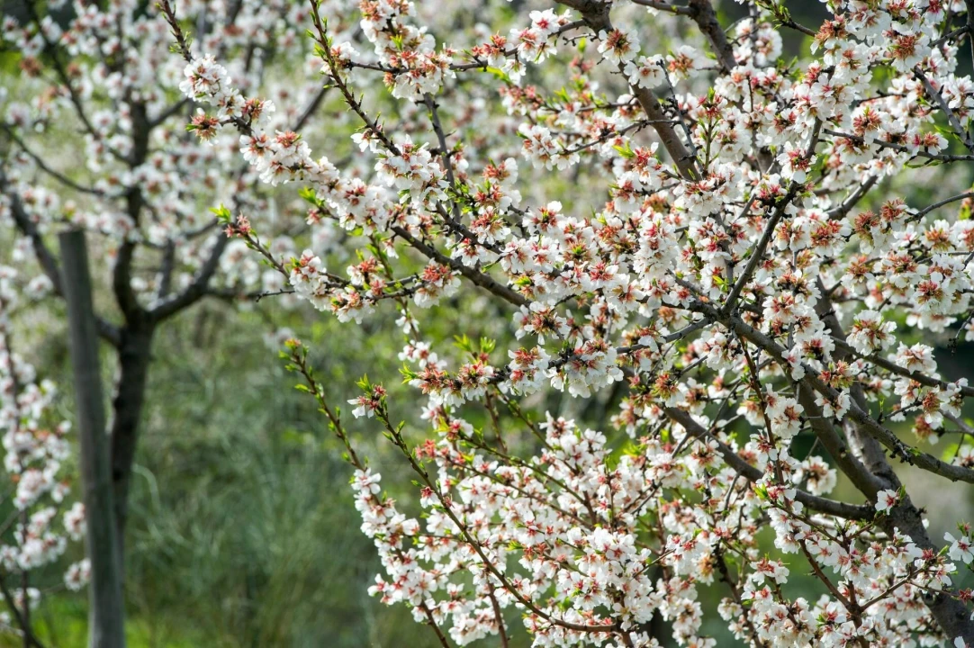 Quinta T3 para Venda em Vila Nova de Foz Côa Foto 29