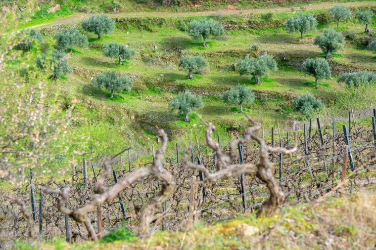 Quinta T3 para Venda em Vila Nova de Foz Côa Foto 50
