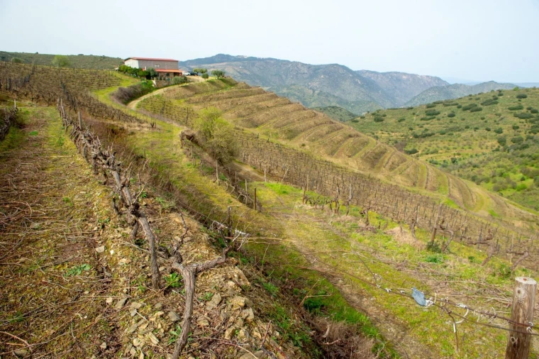 Quinta T3 para Venda em Vila Nova de Foz Côa Foto 53