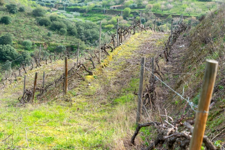 Quinta T3 para Venda em Vila Nova de Foz Côa Foto 51