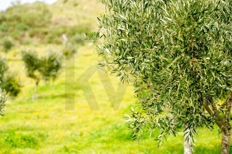 Quinta T3 para Venda em Vila Nova de Foz Côa Foto 61