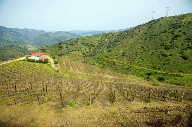 Quinta T3 para Venda em Vila Nova de Foz Côa Foto 38