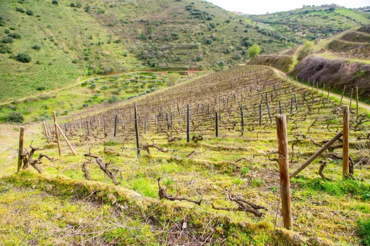 Quinta T3 para Venda em Vila Nova de Foz Côa Foto 36