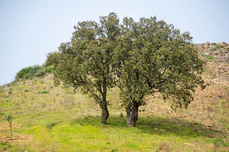 Quinta T3 para Venda em Vila Nova de Foz Côa Foto 54