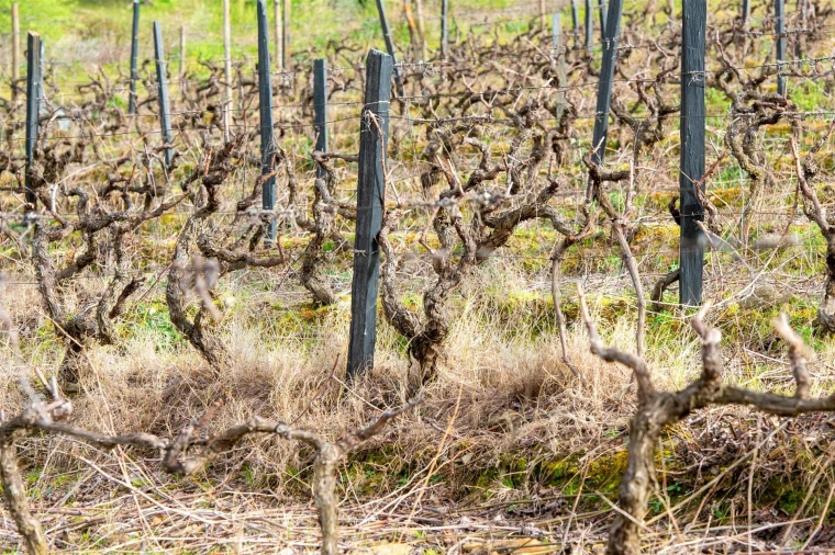 Quinta T3 para Venda em Vila Nova de Foz Côa Foto 52