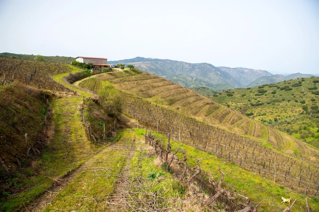 Quinta T3 para Venda em Vila Nova de Foz Côa Foto 35