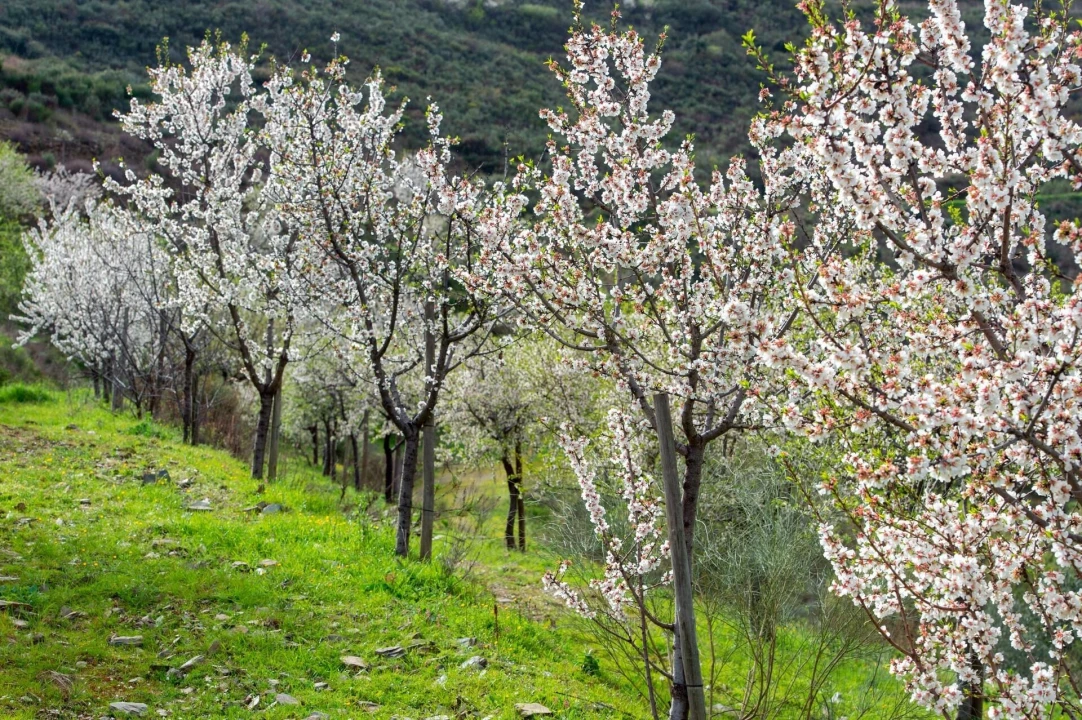 Quinta T3 para Venda em Vila Nova de Foz Côa Foto 31