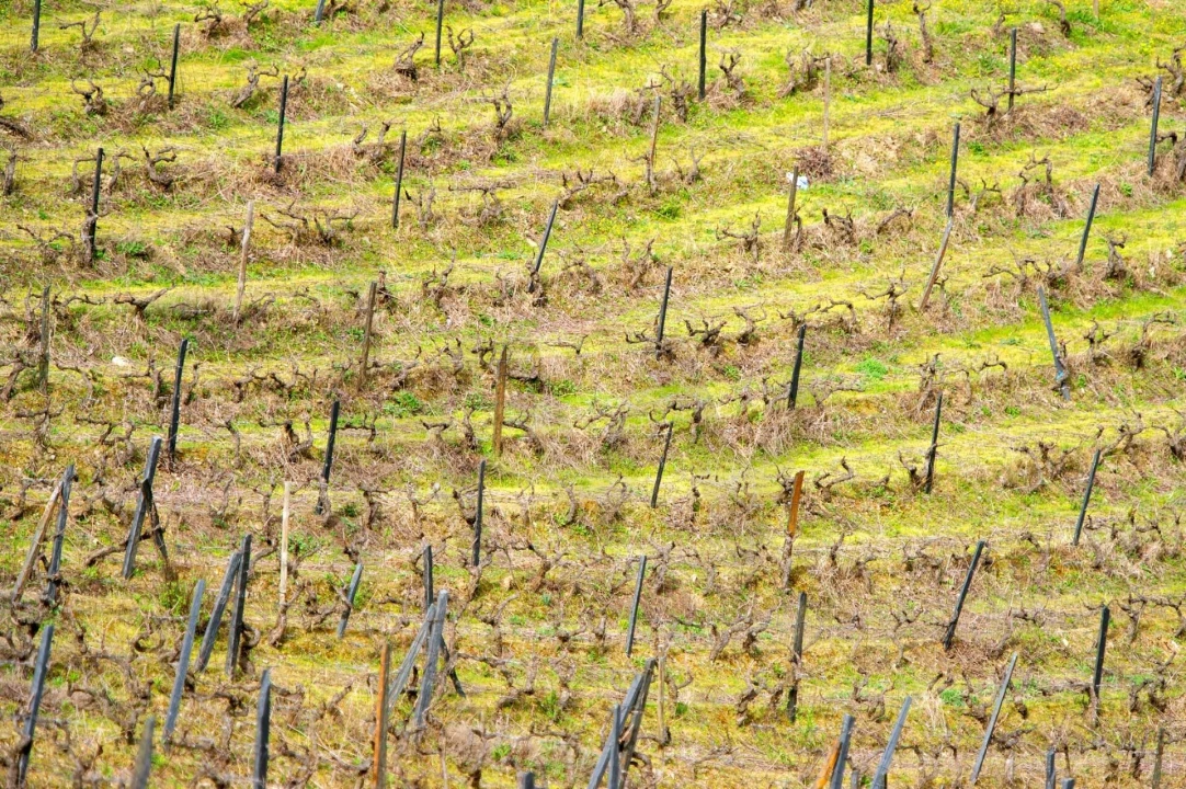 Quinta T3 para Venda em Vila Nova de Foz Côa Foto 62