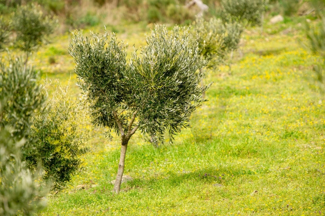 Quinta T3 para Venda em Vila Nova de Foz Côa Foto 60